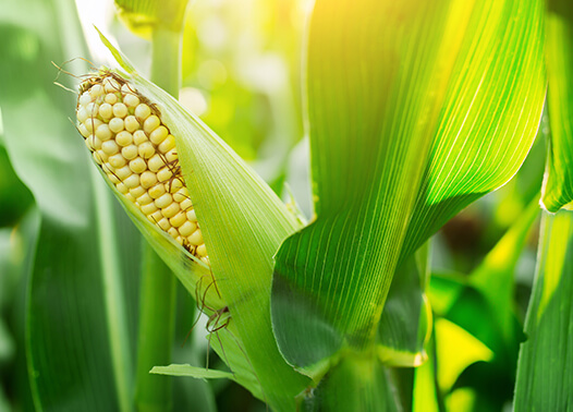 Pryśnij kukurydzę z Syngenta